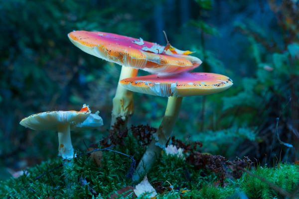 Ensuring Longevity: Understanding Mushroom Shelf Life