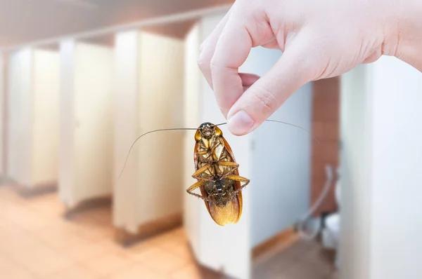 Sydney's Leading Cockroach Pest Control