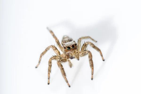 Top 5 Myths About Spider Control in Sydney Debunked