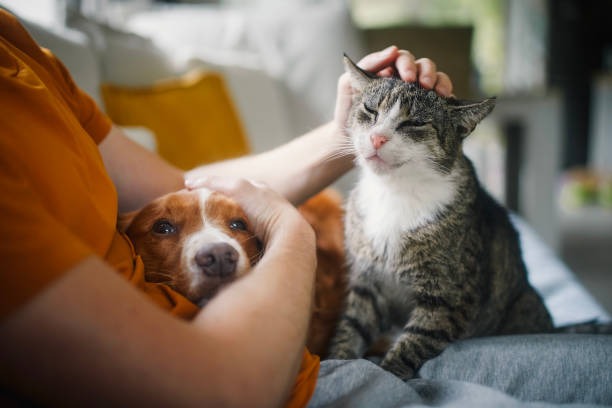 Paws & Claws Revolution Dog and Cat Supplies That Break the Mold